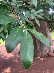 Diospyros mespiliformis