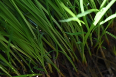 Carex spectabilis