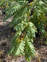 Juglans hindsii