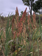 Rumex britannica
