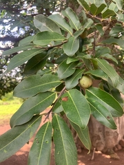 Diospyros mespiliformis
