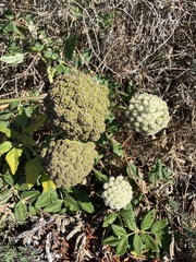 Visnaga daucoides