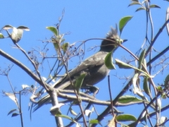 Phainopepla nitens