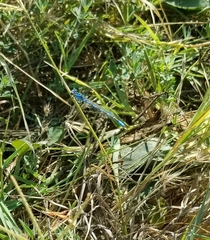 Enallagma carunculatum