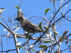 Phainopepla nitens