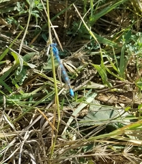 Enallagma carunculatum