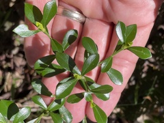 Psychotria daphnoides