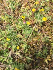 Medicago minima