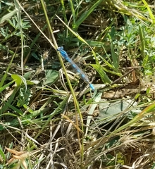 Enallagma carunculatum
