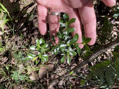 Psychotria daphnoides