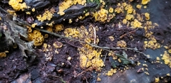 Calycina citrina
