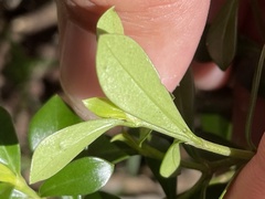 Psychotria daphnoides