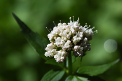 Valeriana sitchensis
