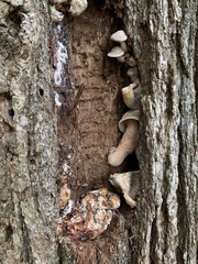 Lyophyllaceae