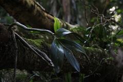 Dendrobium gracilicaule