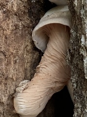 Lyophyllaceae