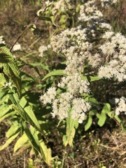 Eupatorium