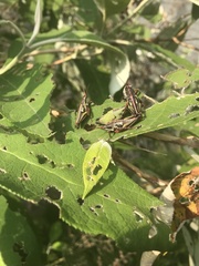 Sphenarium