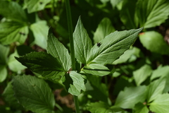 Valeriana sitchensis