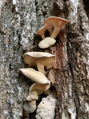 Lyophyllaceae
