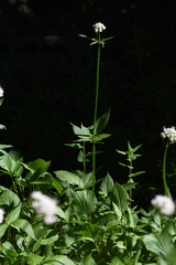 Valeriana sitchensis