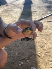 Pseudemys concinna concinna