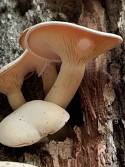 Lyophyllaceae