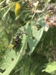 Sphenarium
