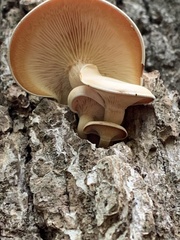 Lyophyllaceae