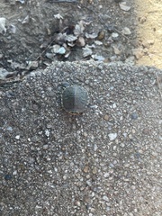 Pseudemys concinna concinna