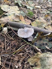 Clitocybe nebularis