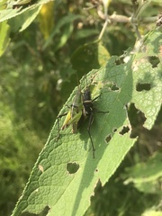 Sphenarium