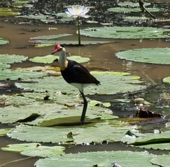 Irediparra gallinacea