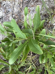 Penstemon multiflorus