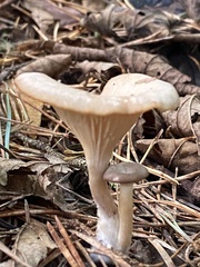 Clitocybe phyllophila