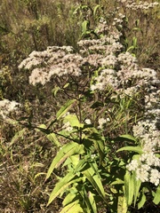 Eupatorium