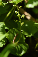 Neottia cordata