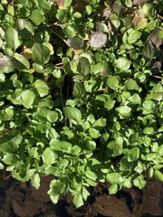 Nasturtium officinale