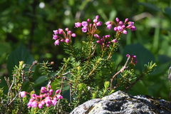 Phyllodoce empetriformis