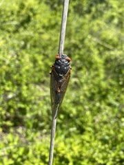 Magicicada septendecim