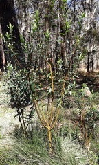 Pimelea ligustrina