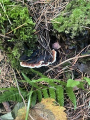Heterobasidion annosum