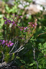 Phyllodoce empetriformis