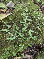 Asplenium rhizophyllum