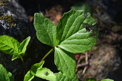 Valeriana sitchensis
