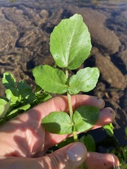Nasturtium officinale