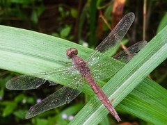 Crocothemis
