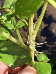 Nasturtium officinale
