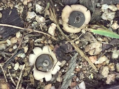 Geastrum