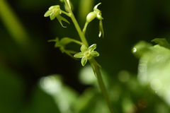 Neottia cordata